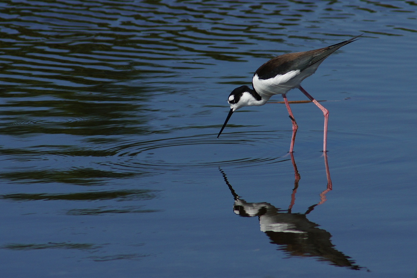 Black-necked stilt