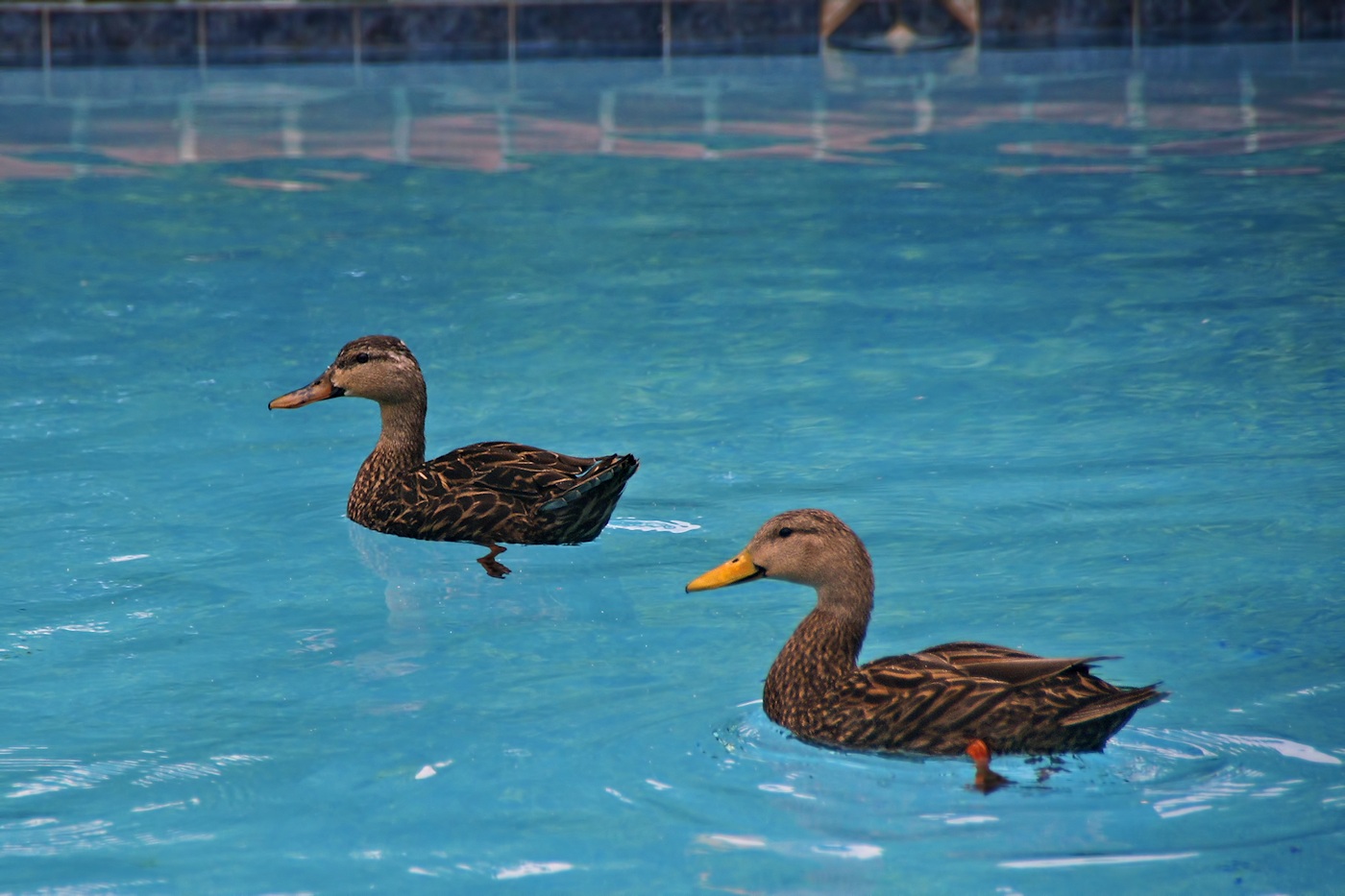 Ducks in my pool