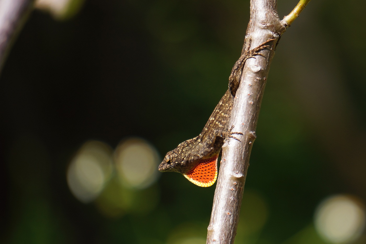 Lizard extending his neck