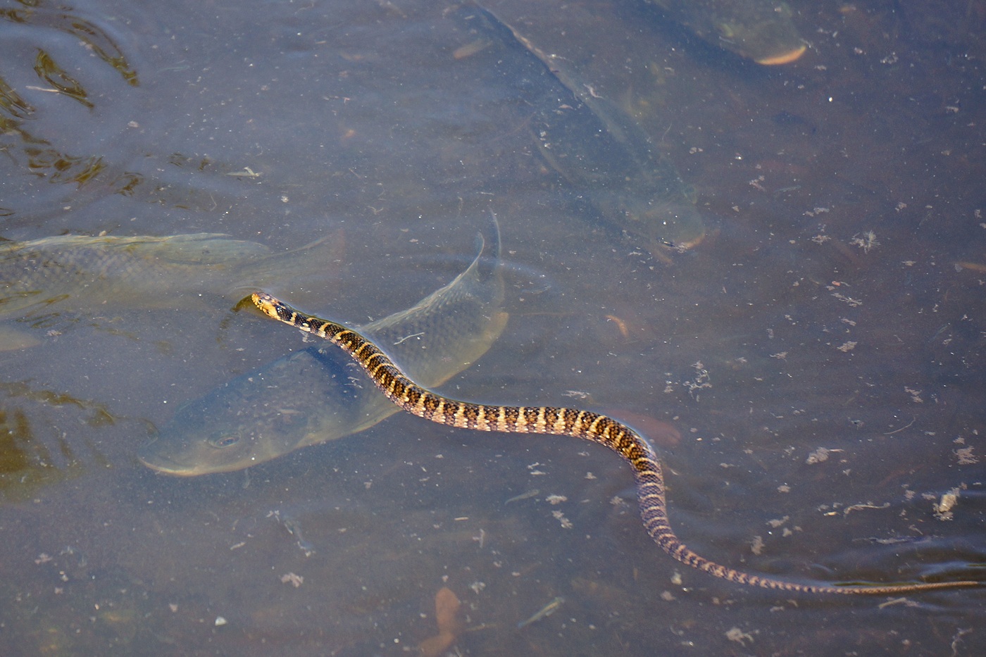 Banded watersnake over a tilapia