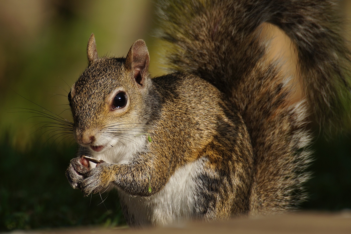 Squirrel eating sunflower seed photo Justin Miller photos at