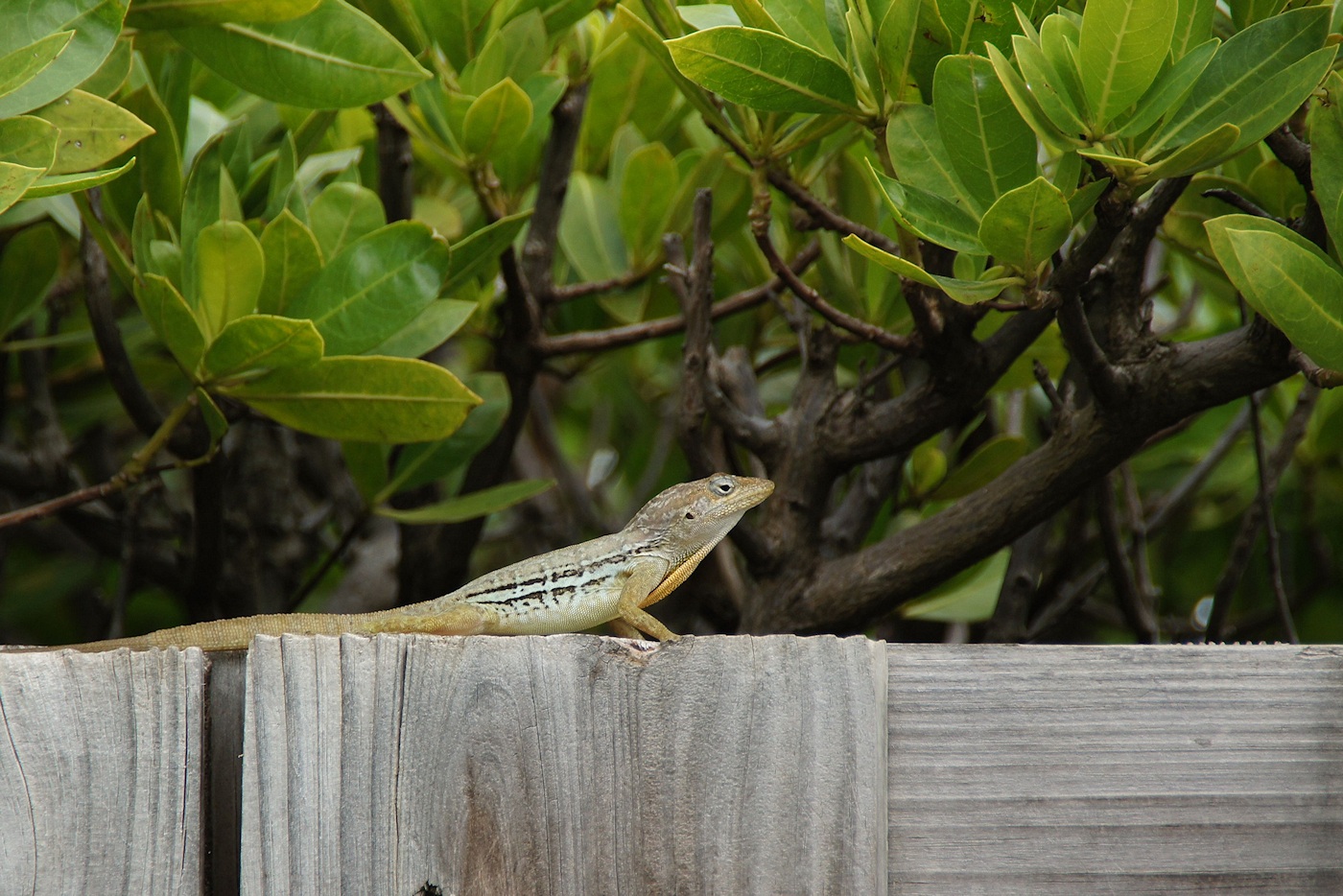 Lizard in Aruba