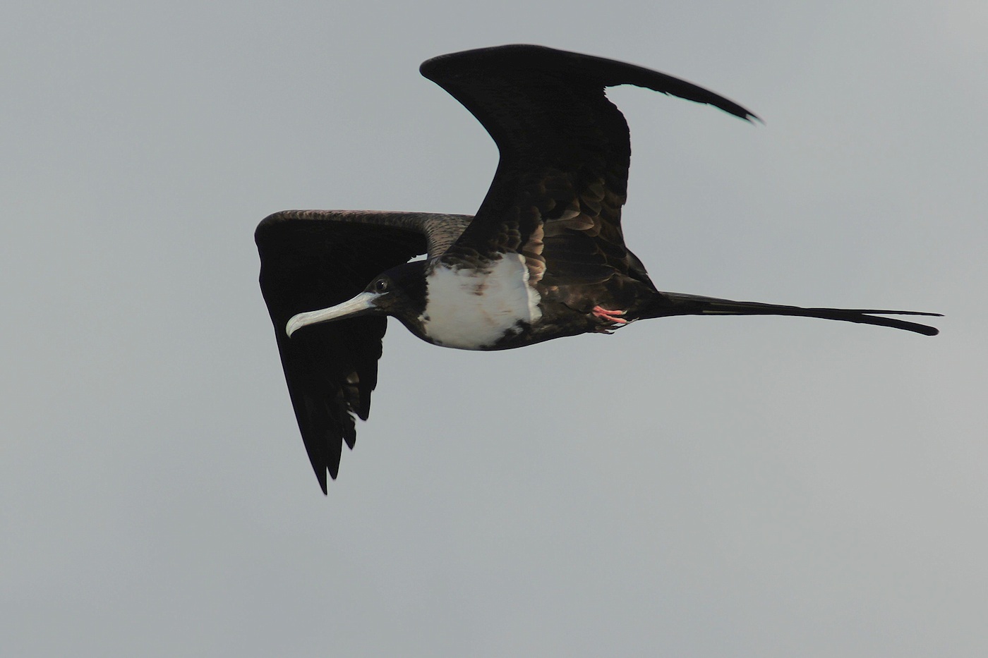 Magnificent frigatebird