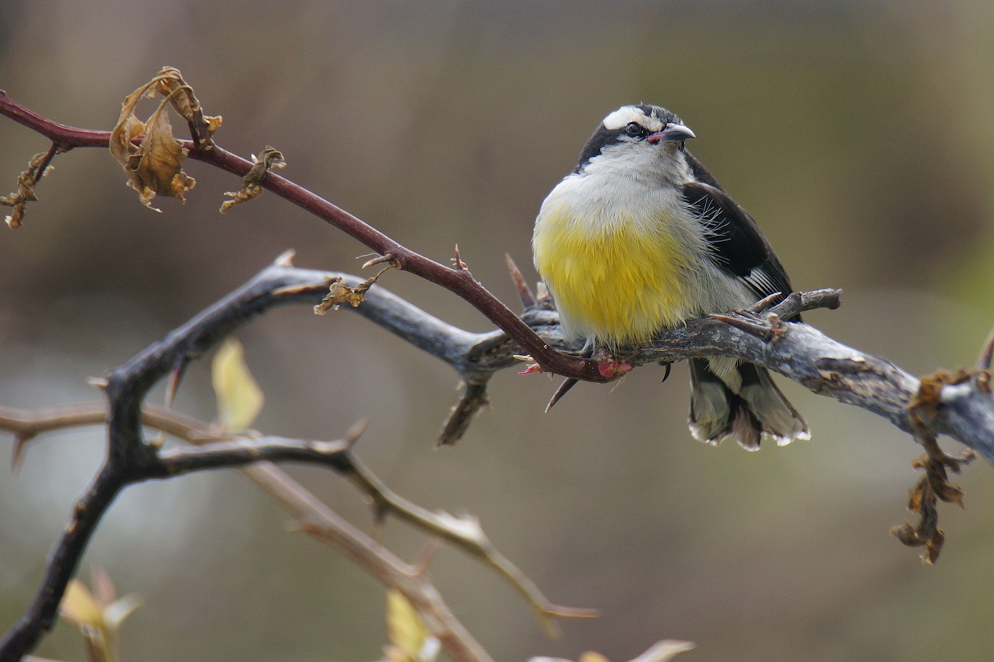 Bananaquit