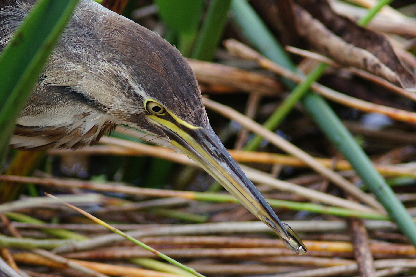 American bittern with fish catch