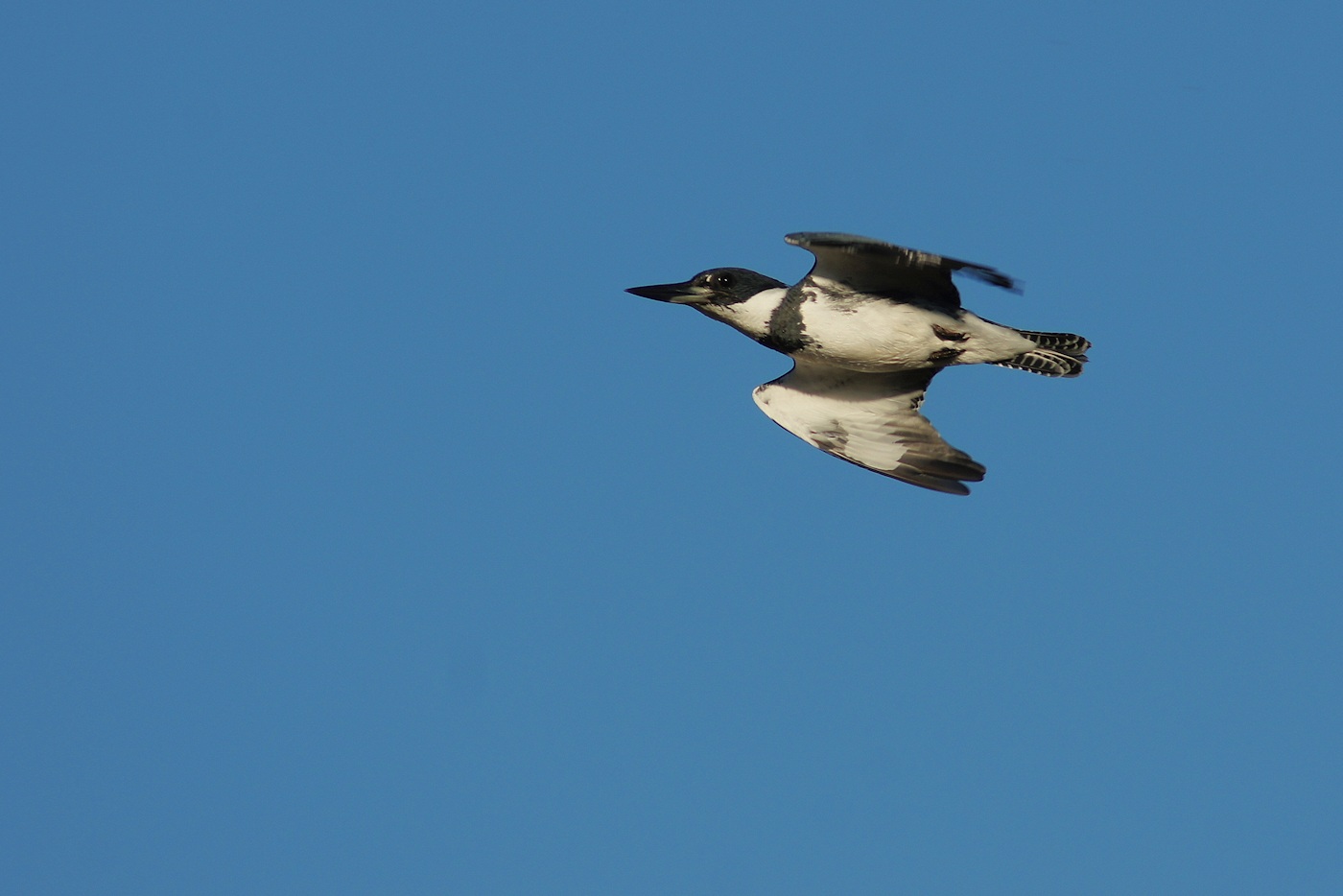 Belted kingfisher