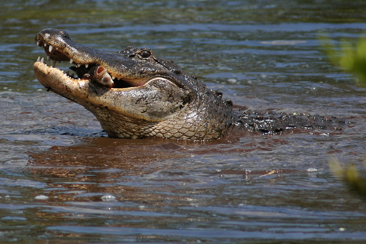 Alligator with fish dinner
