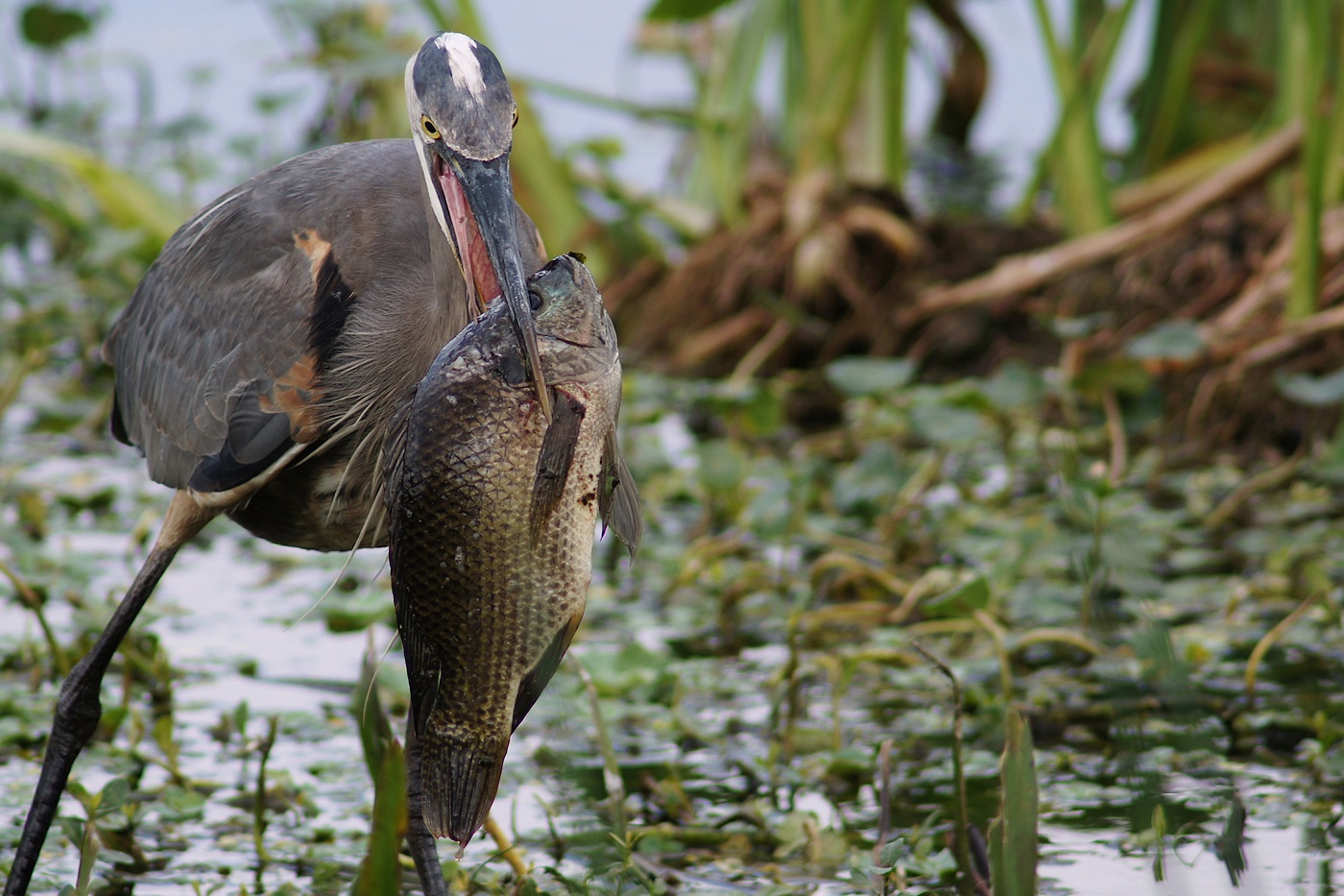 Great blue heron with a great fish