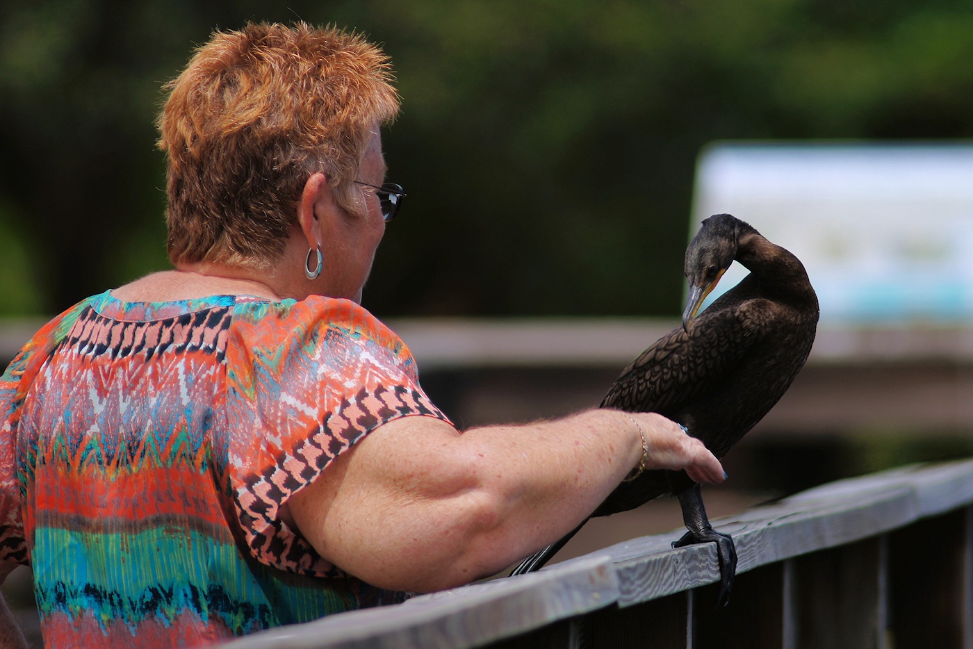 Cormorant and a park visitor getting close