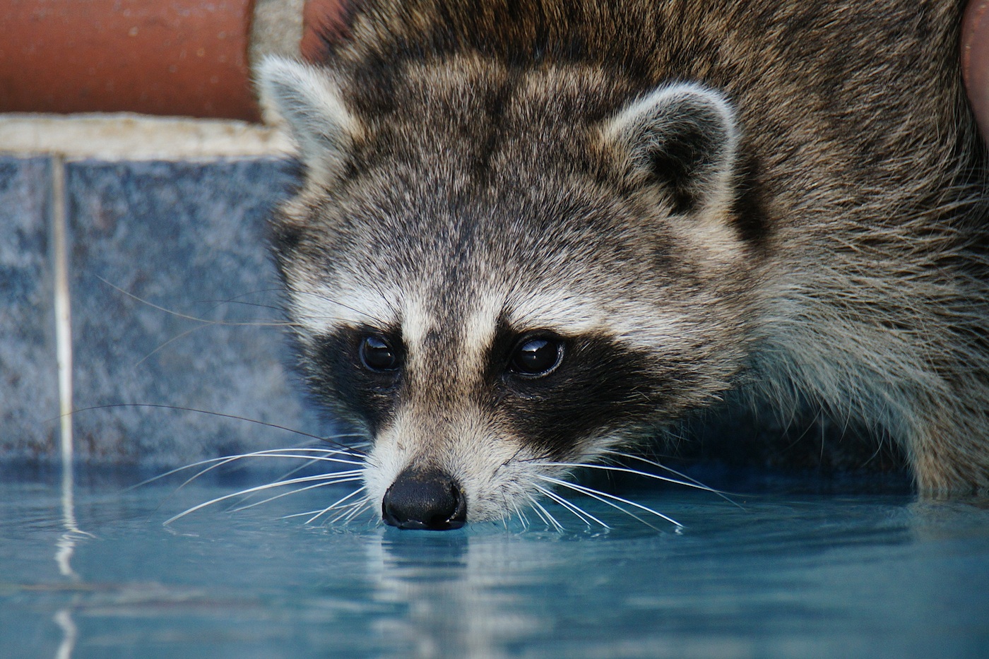 Raccoon closeup, having a drink