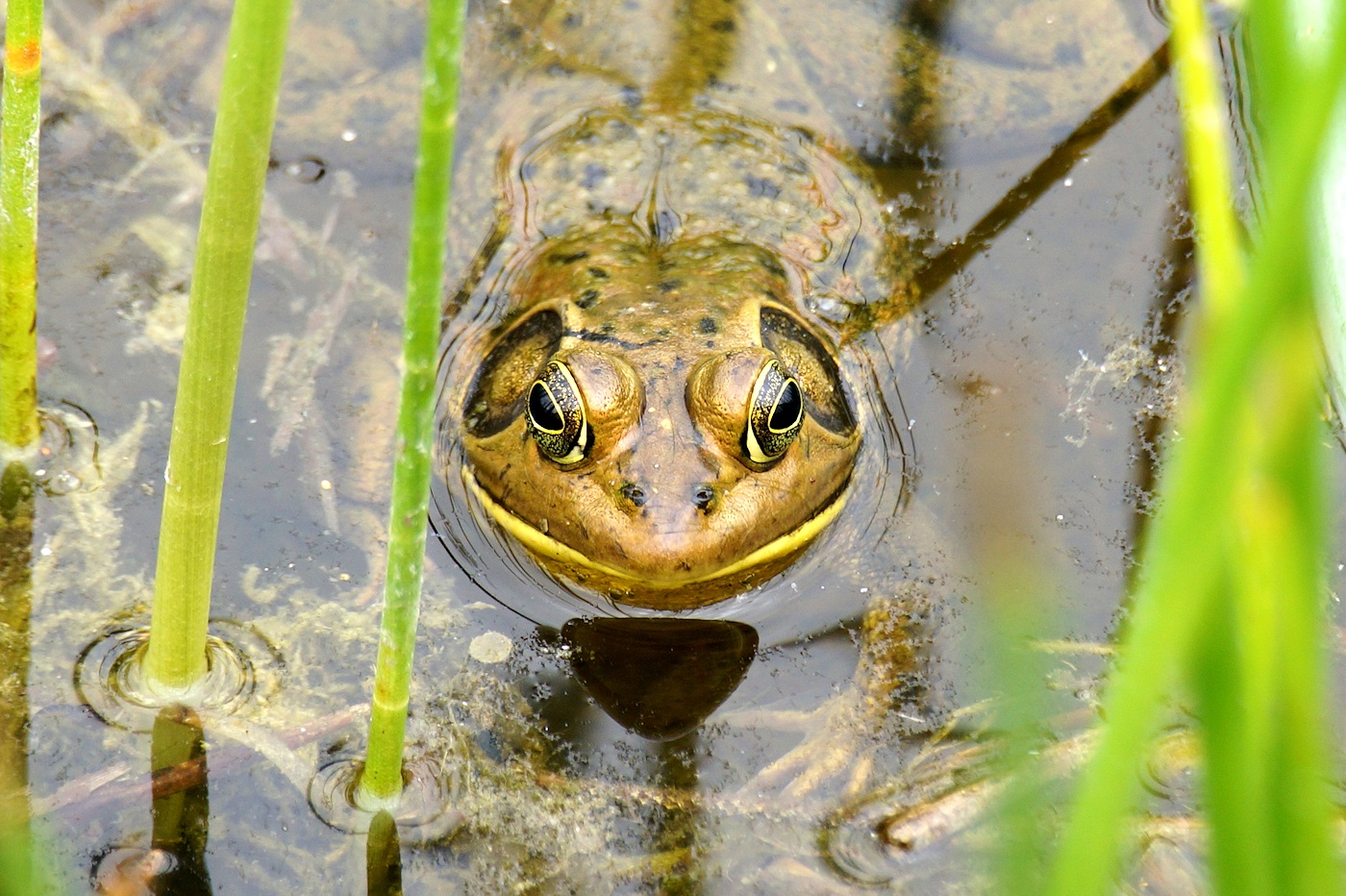 Pig frog, closeup