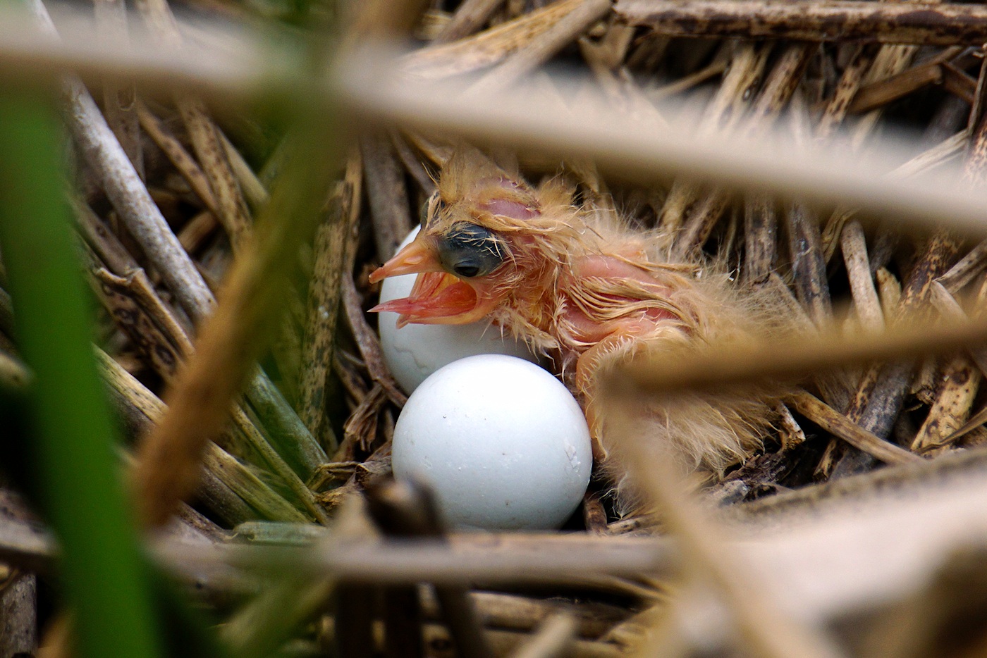 Baby least bittern