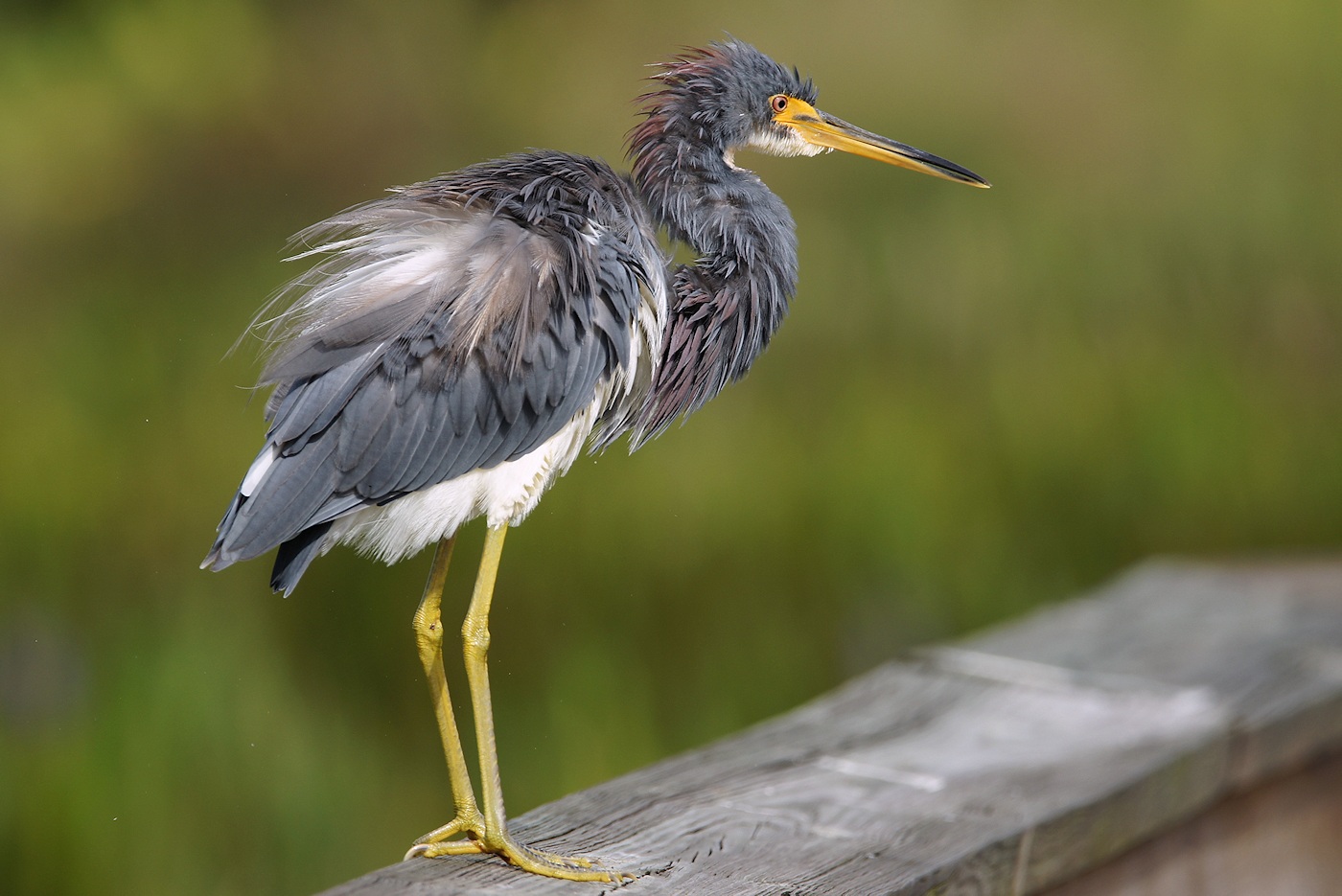 Tricolor heron