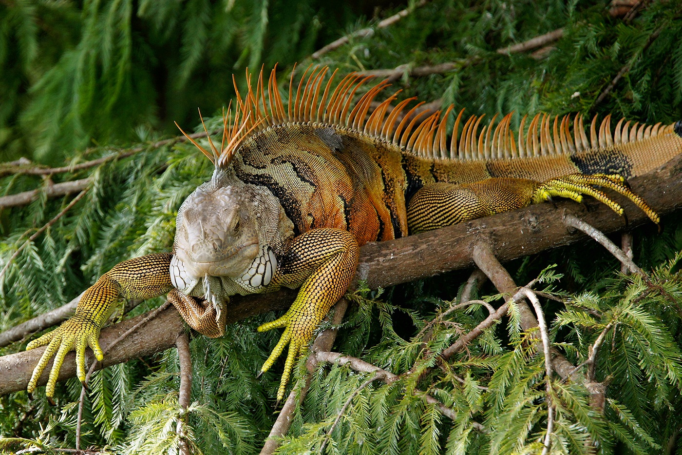 Green iguana turning on the technicolor