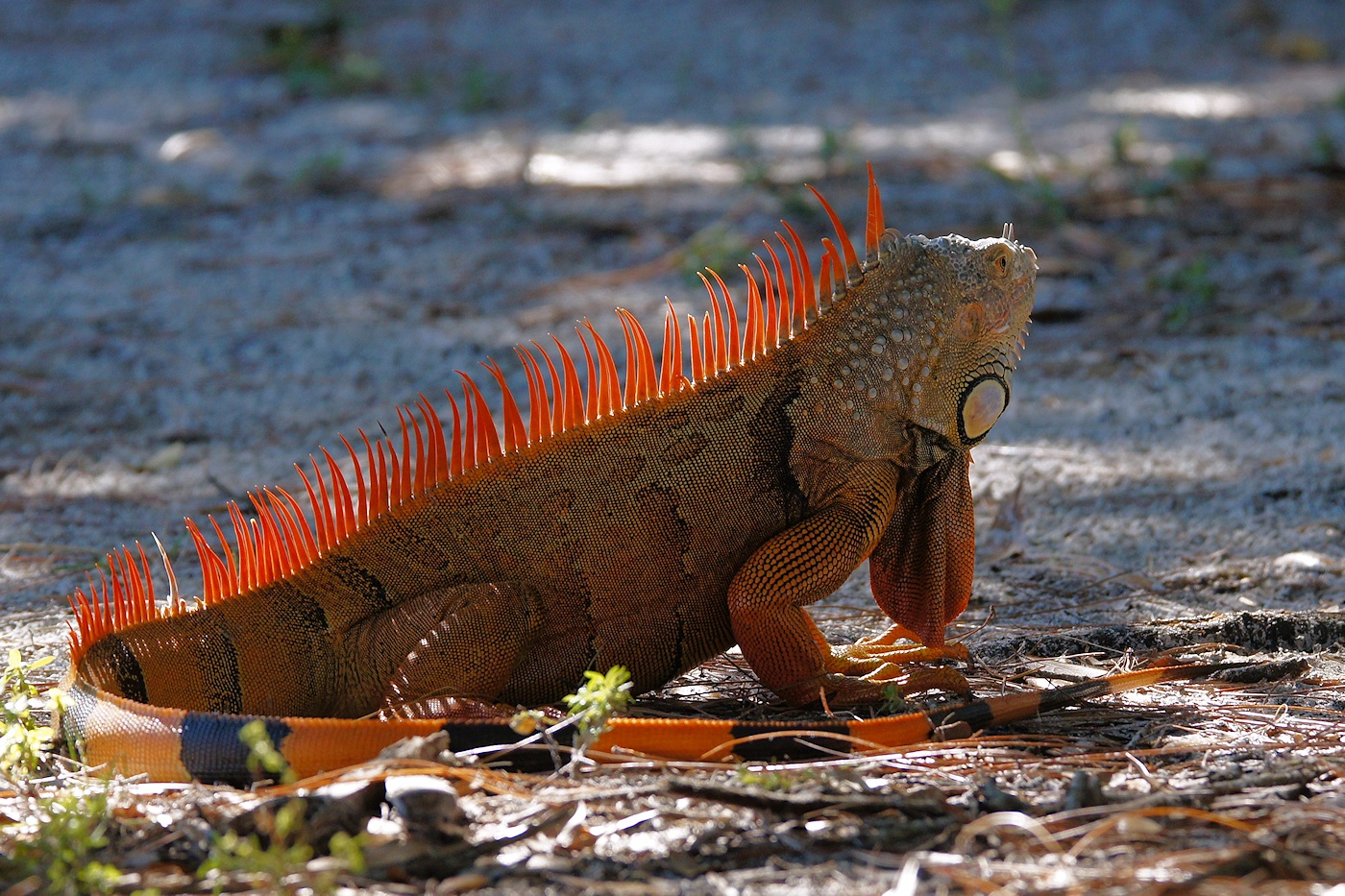 Gloriously orange green iguana