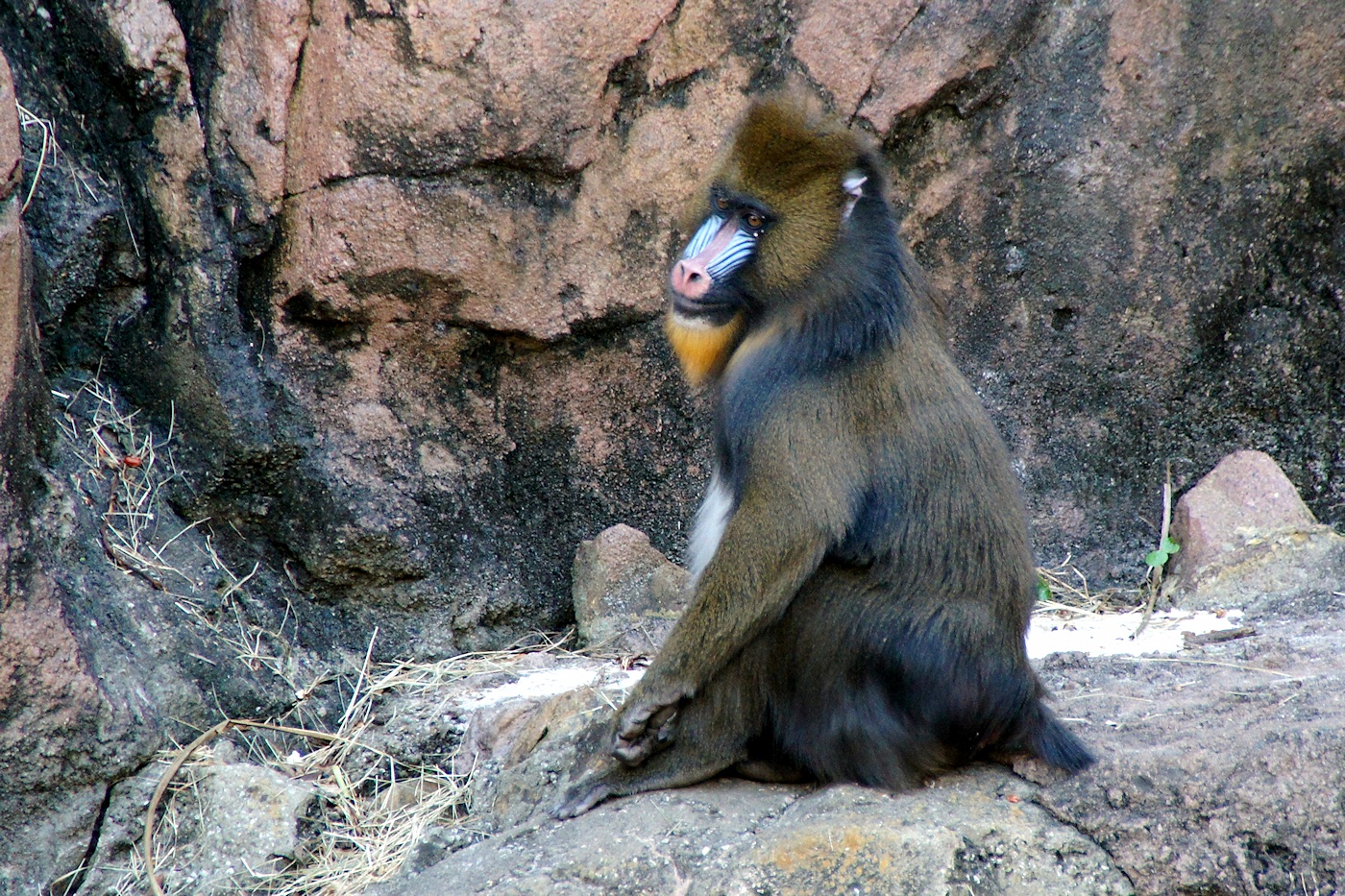 Mandrill monkey