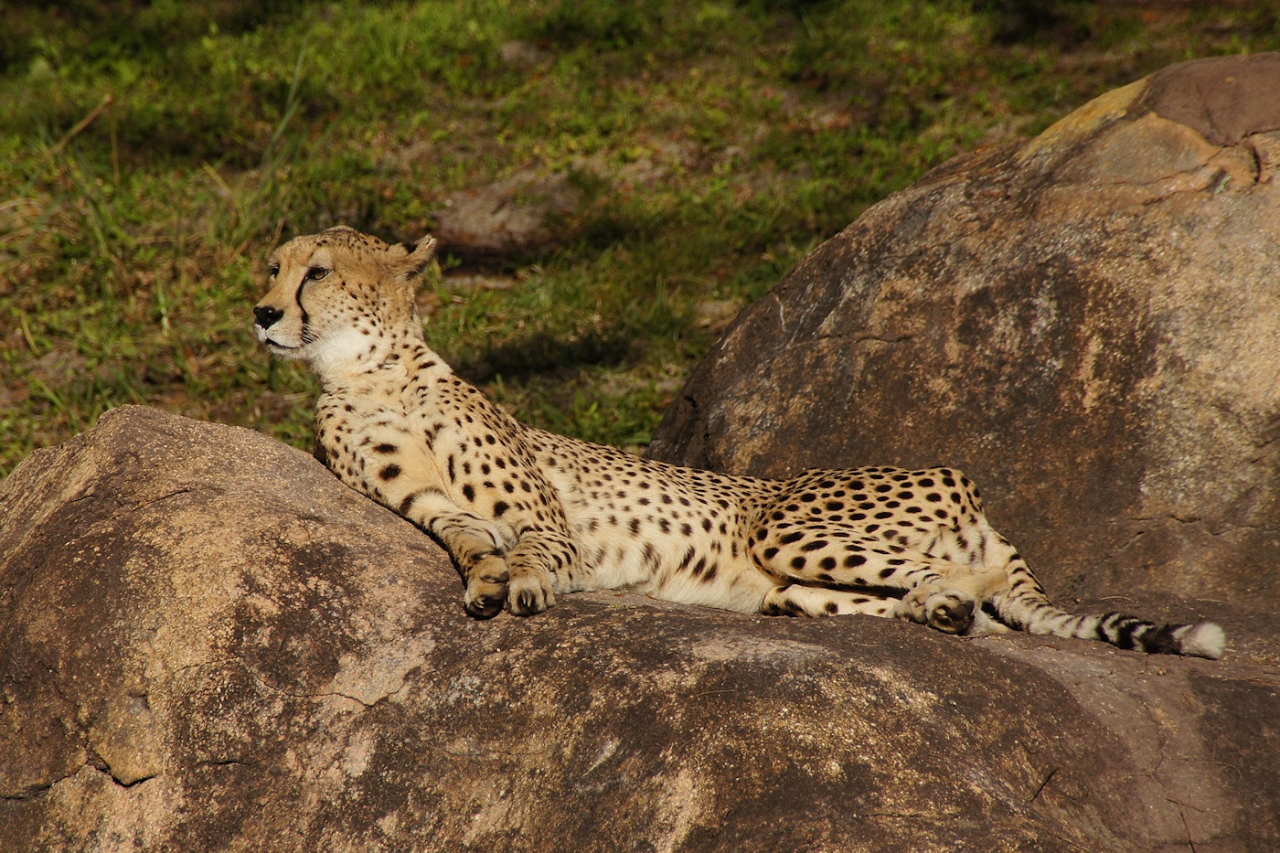Cheetah disturbed from sleep