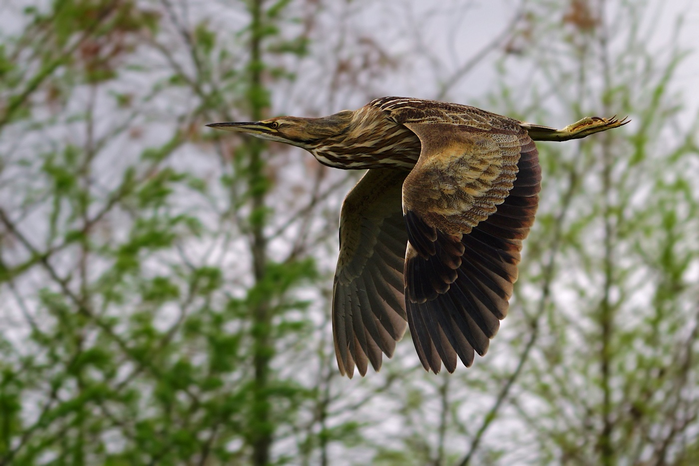 American bittern in low fast flight
