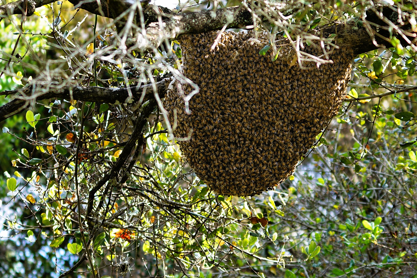 Really big bee hive!