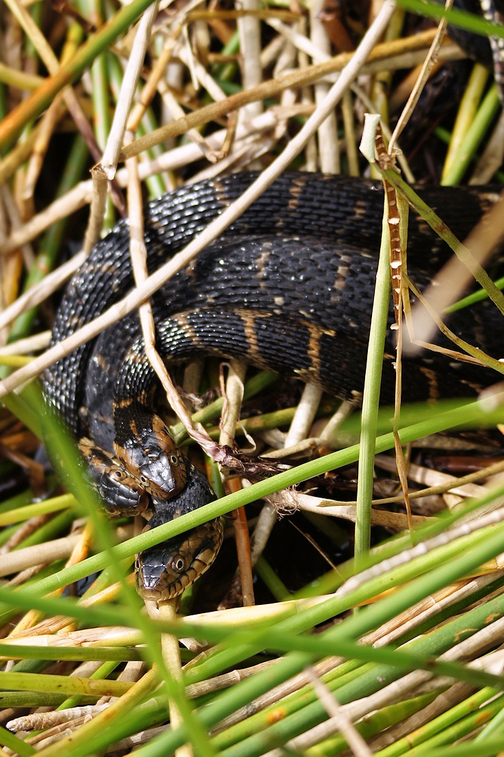 Trio of snakes wrapped up together