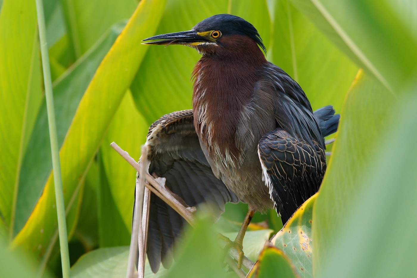 Green heron sitting funny