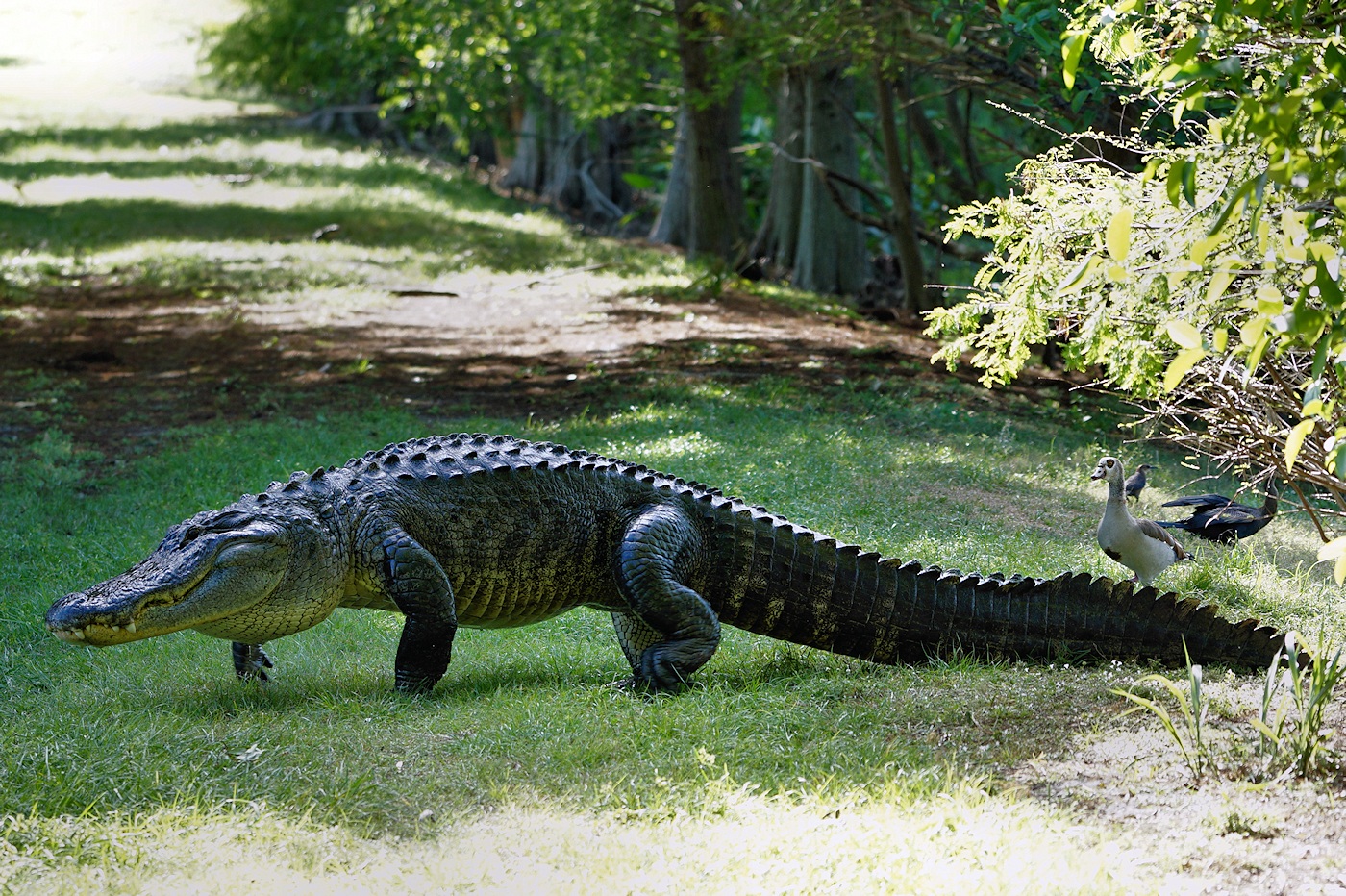 Big alligator crossing the levee, goose upset