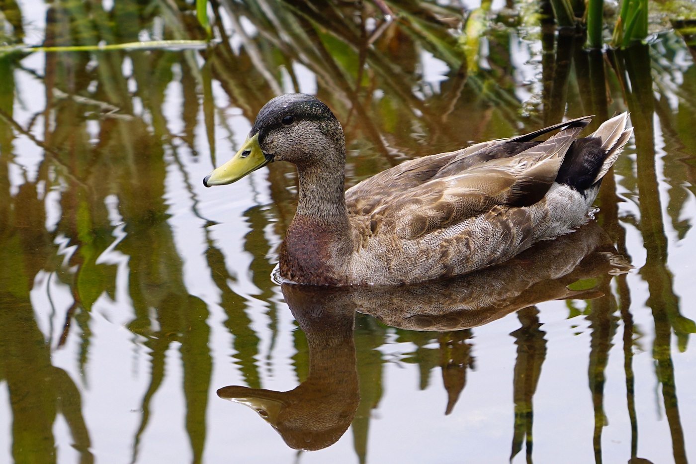 Hybrid mottled duck / mallard duck offspring