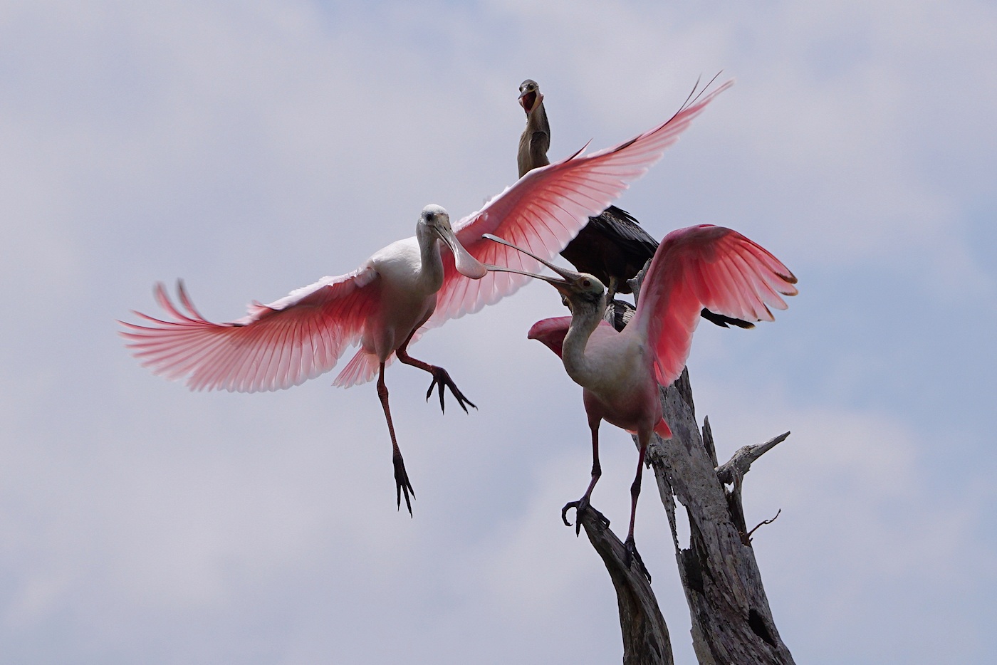 Roseate spoonbill landing being repelled