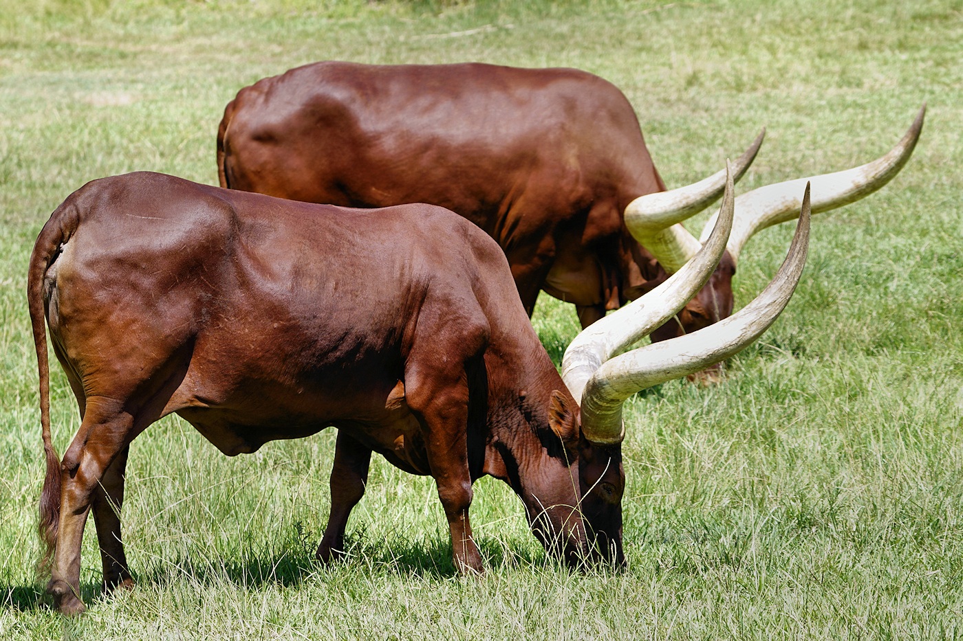 Ankole-Watusi cattle