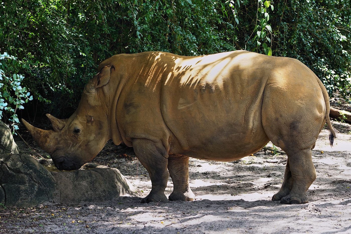 White rhino
