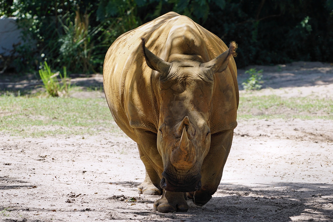 White rhino...charging?