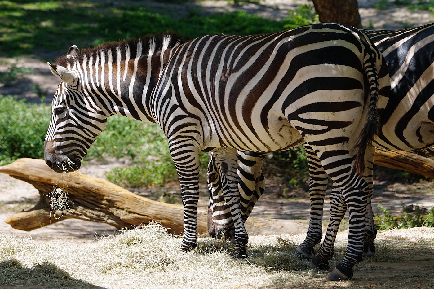 Zebra