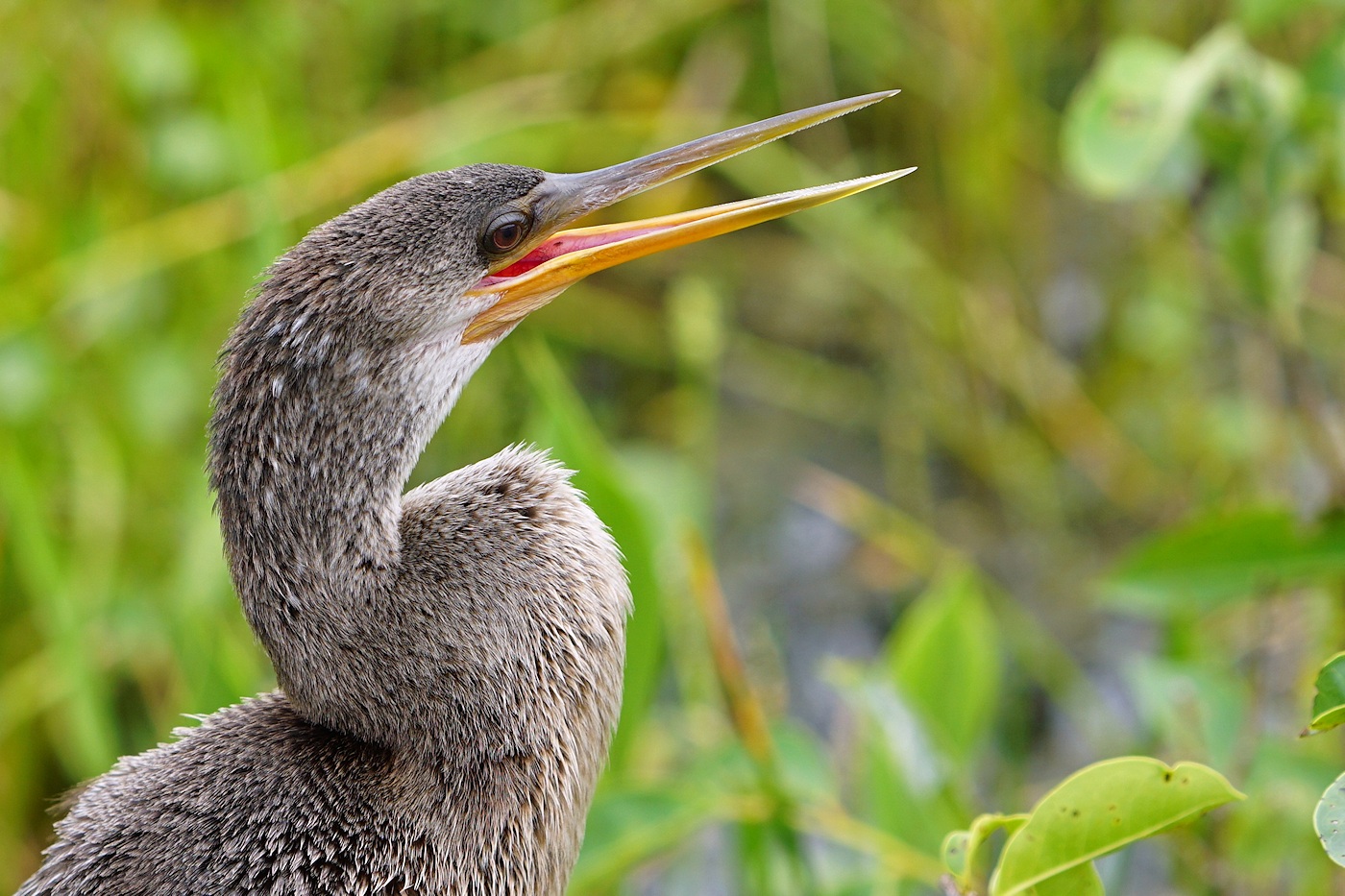 Anhinga closeup
