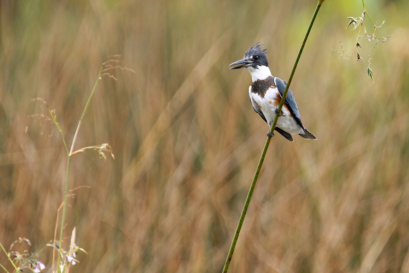 Belted kingfisher
