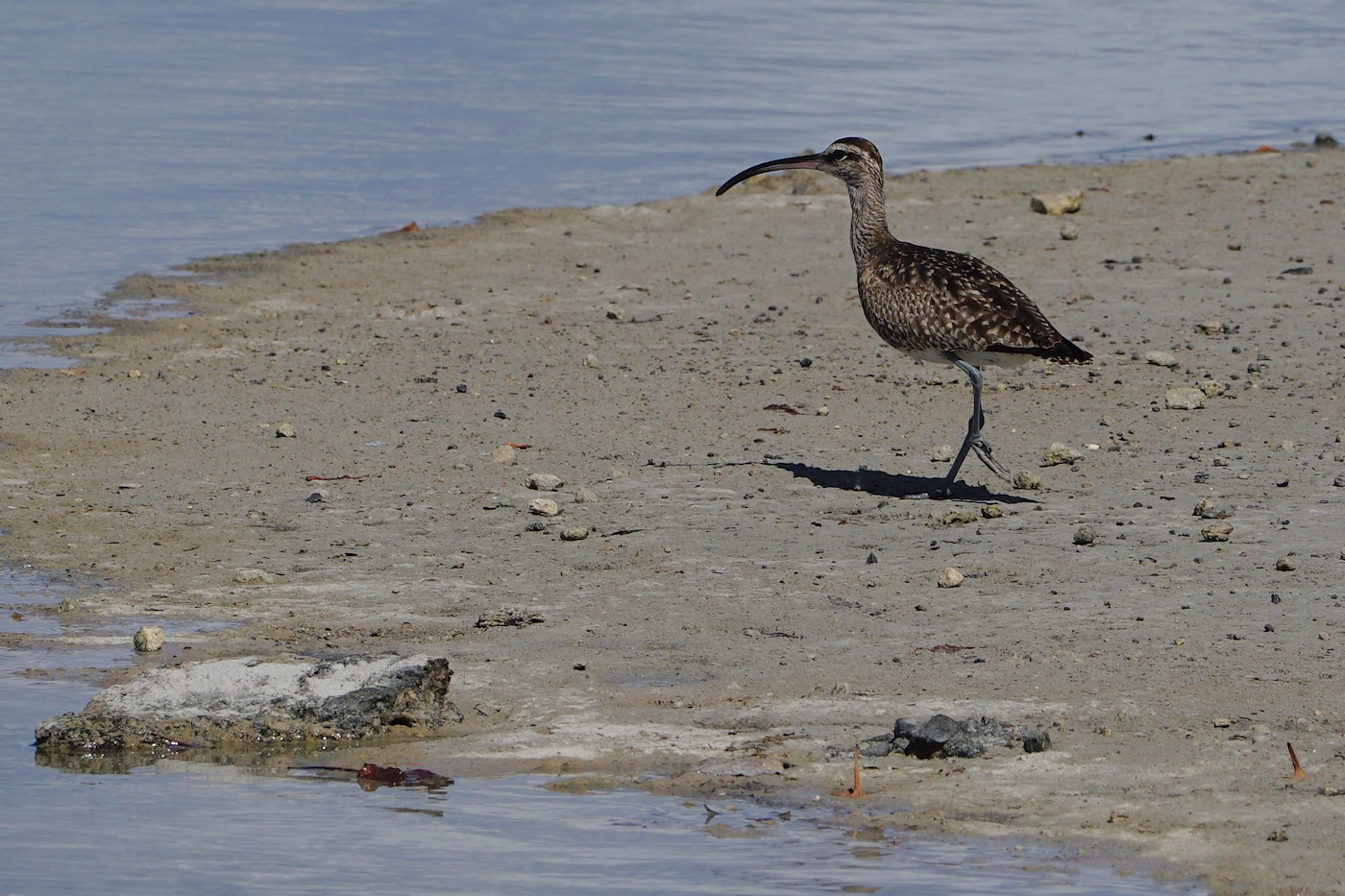 Whimbrel