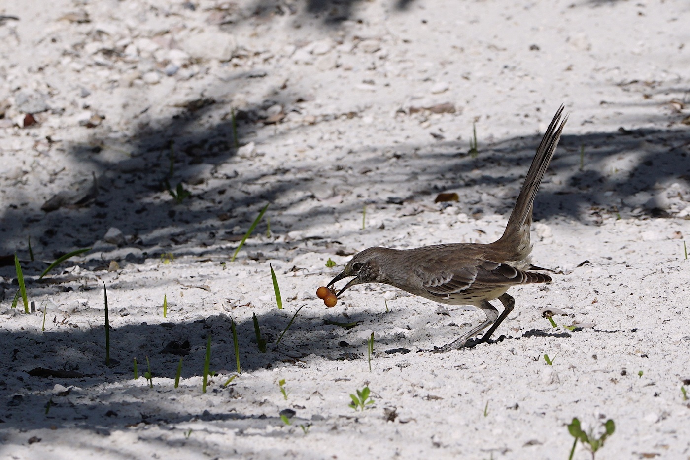 Bahama mockingbird