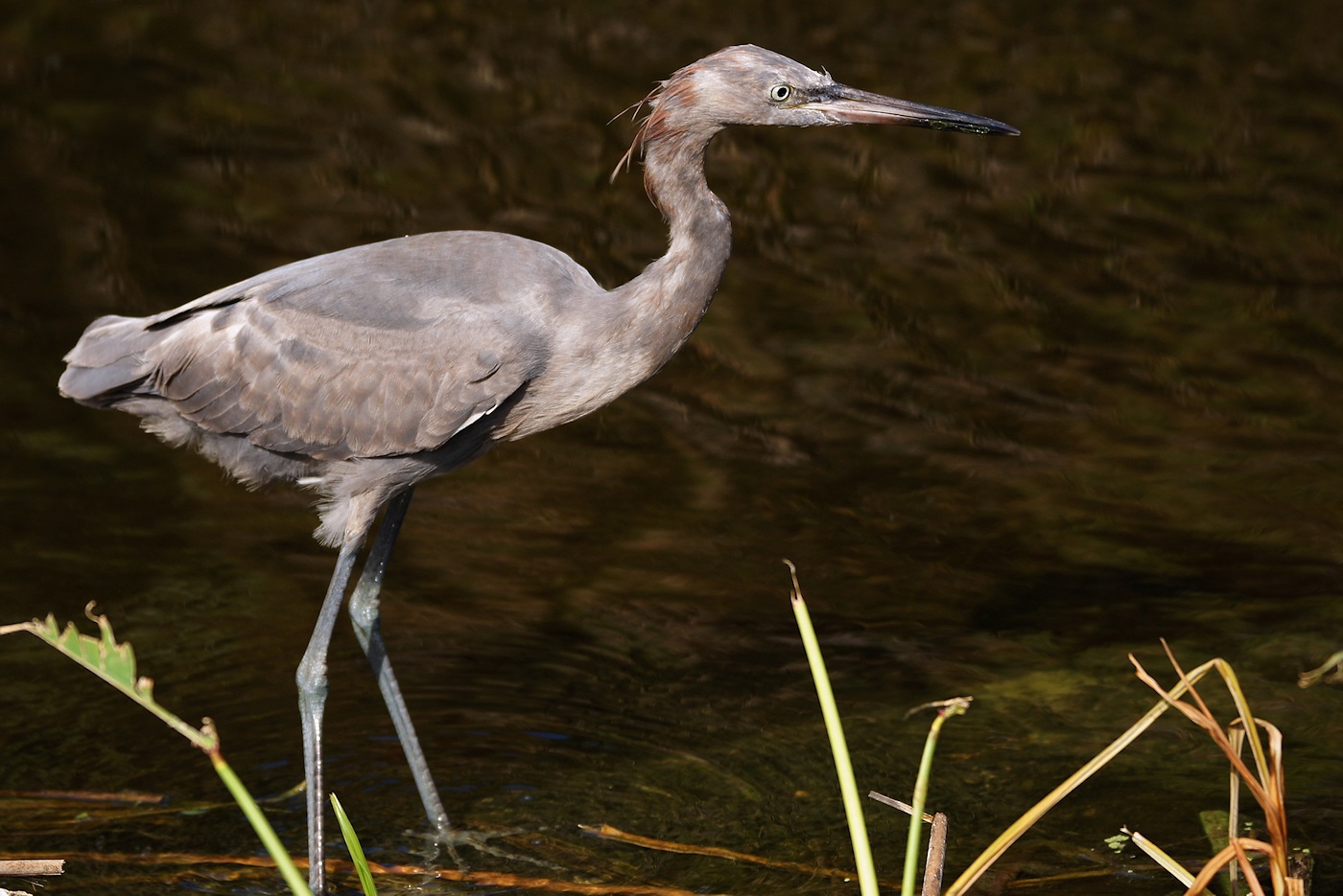 Reddish egret