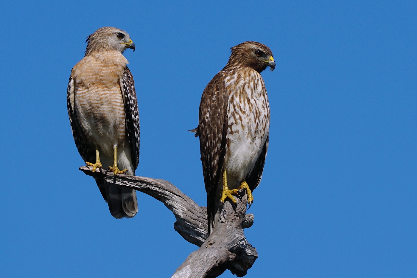 Red-shouldered hawk couple