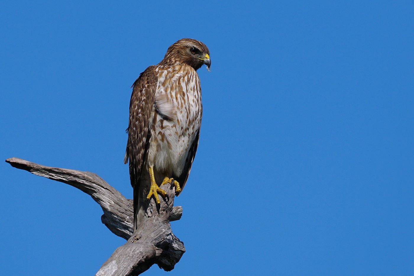 Young female red-shouldered hawk alone