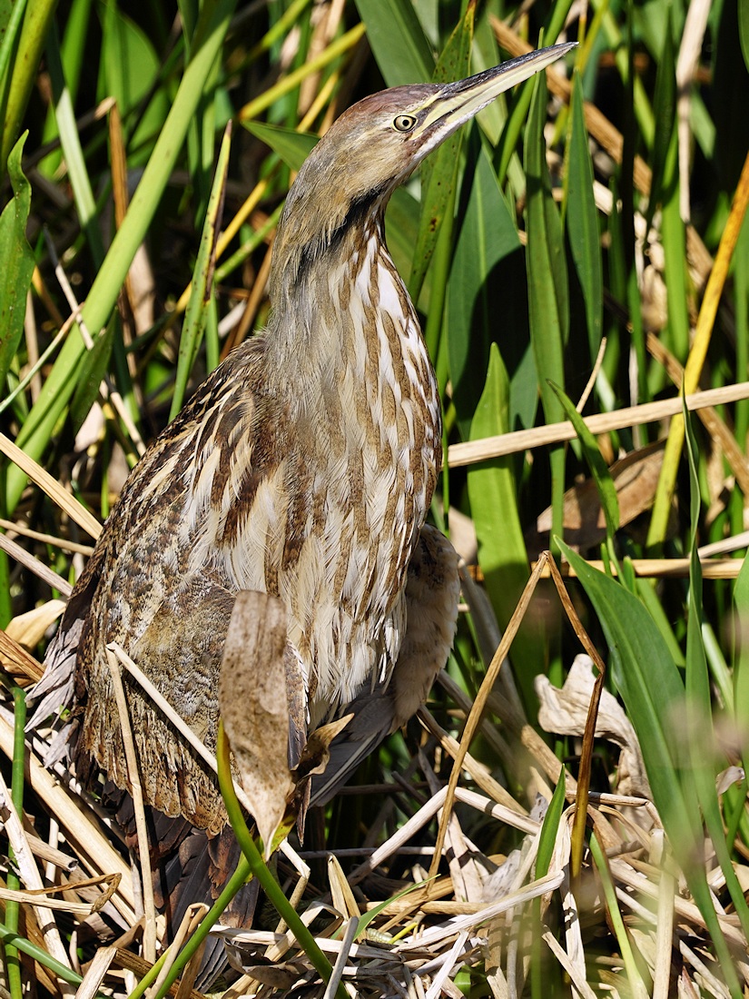 American bittern
