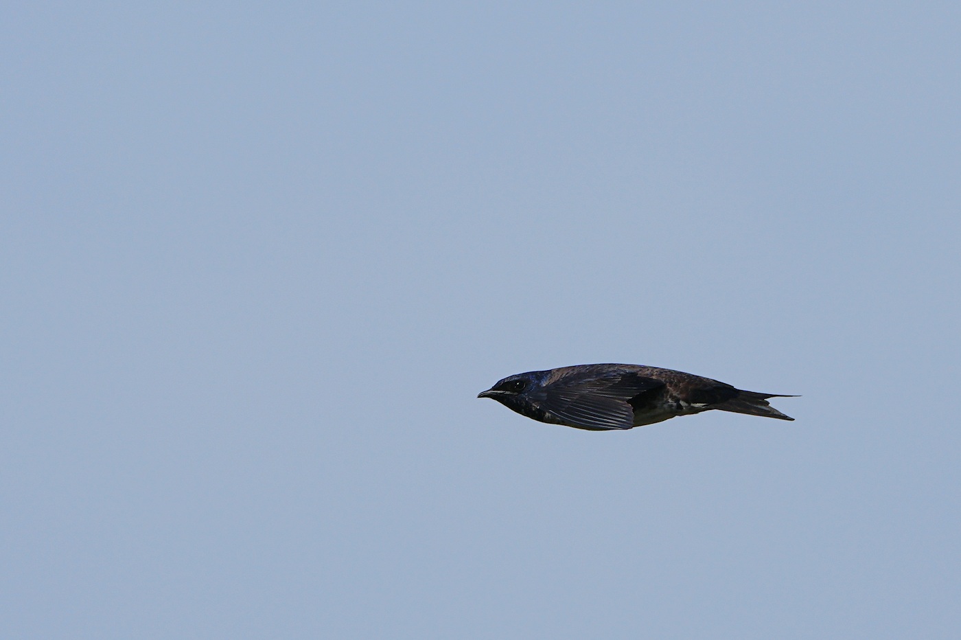 Purple martin flying like a cruise missile