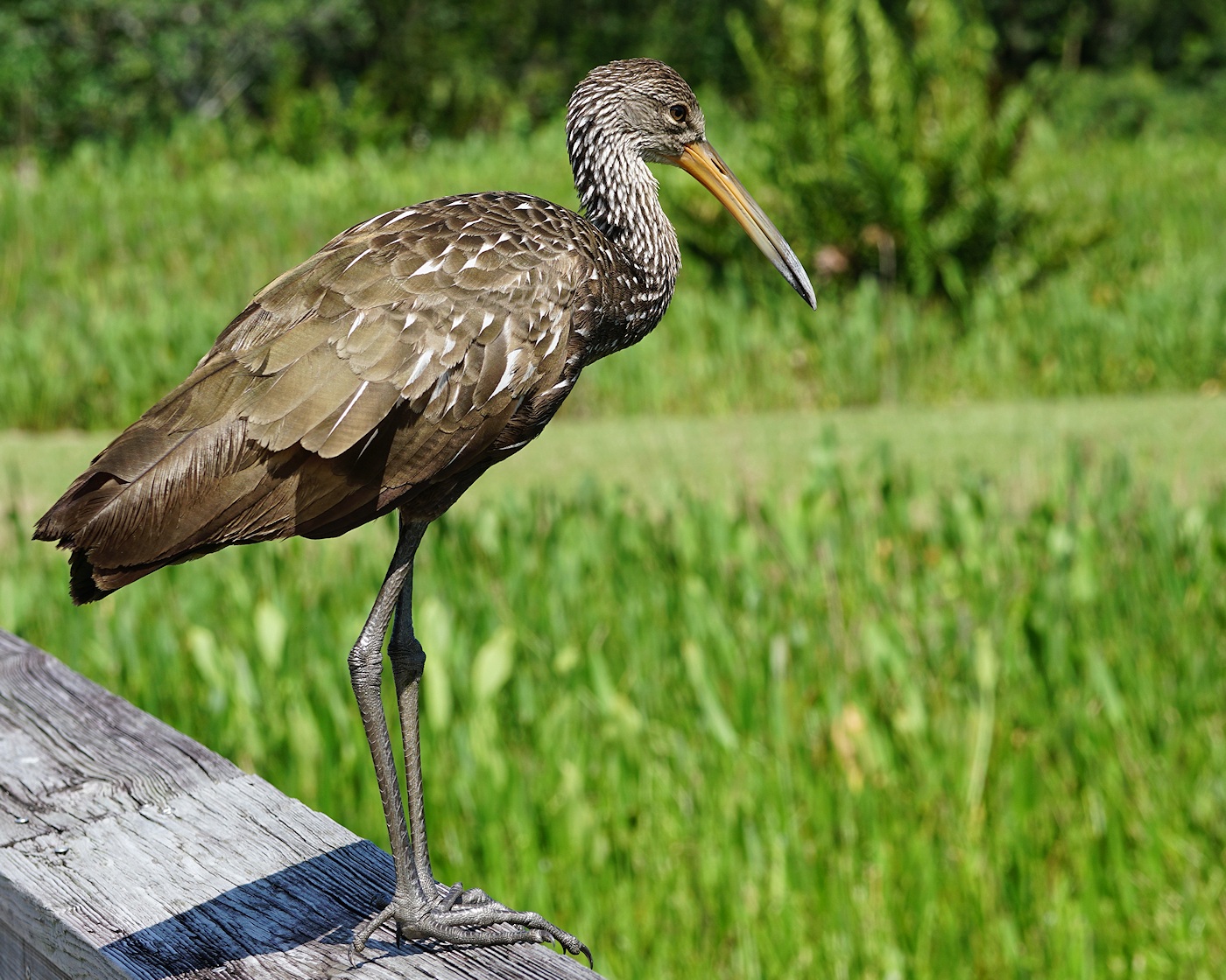 Limpkin