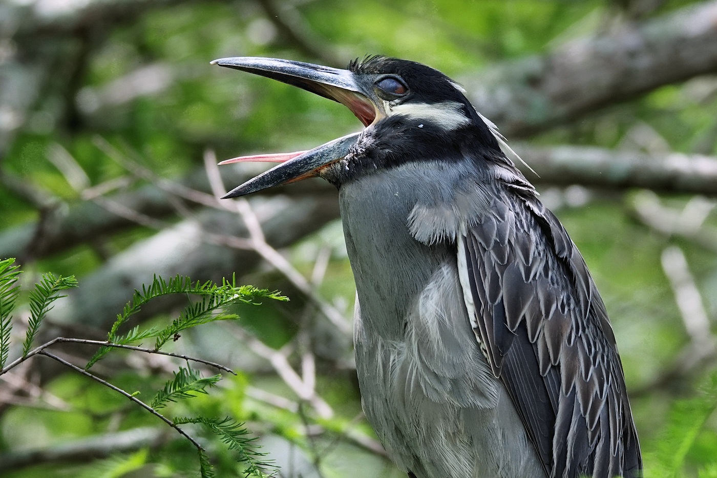 Yawning yellow-crowned night heron