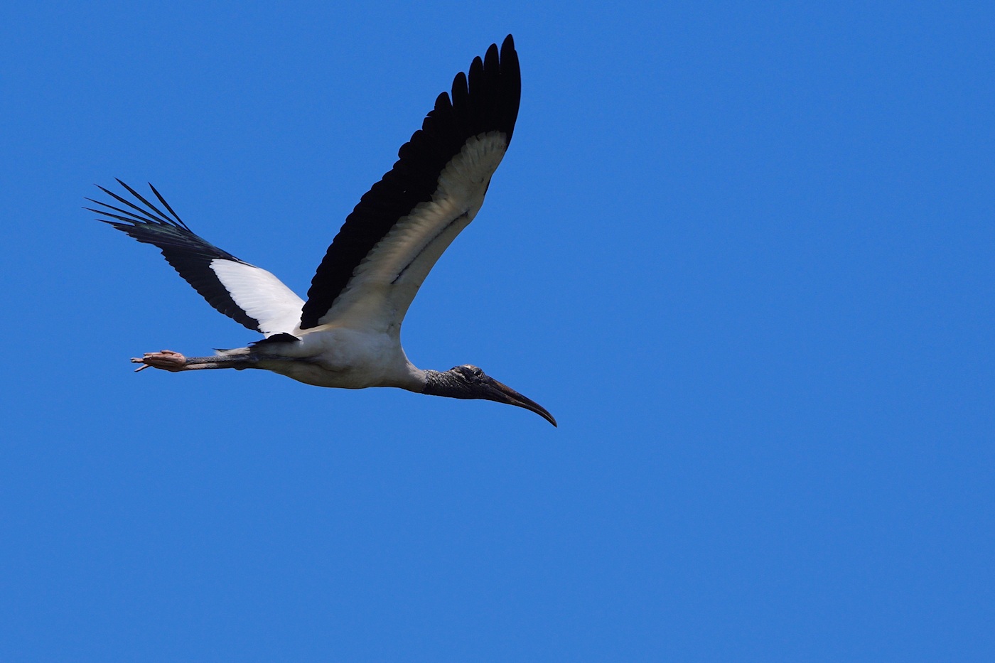 Wood stork flying past