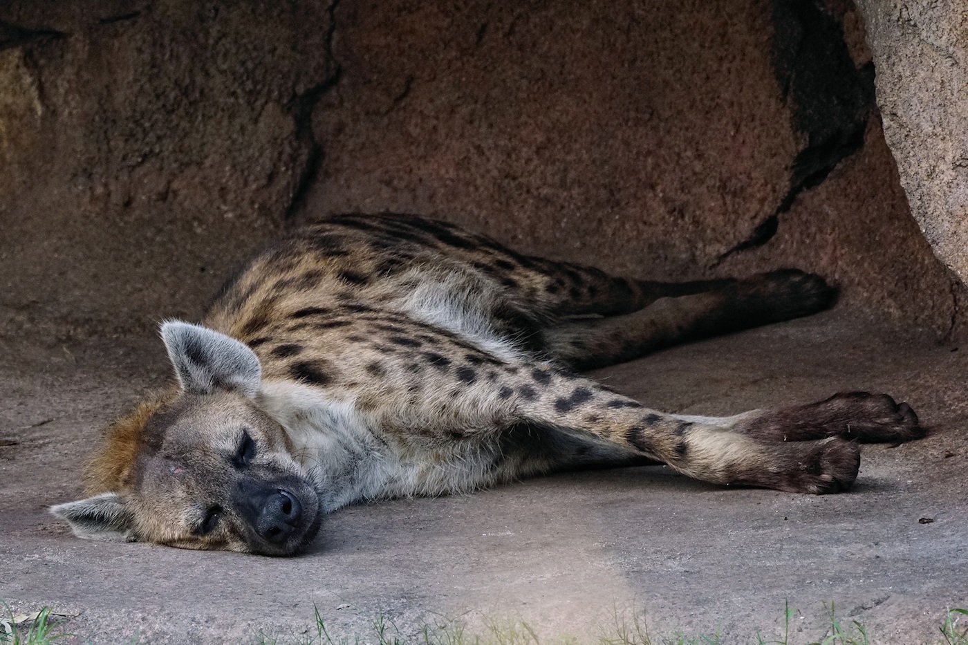 Sleeping hyena