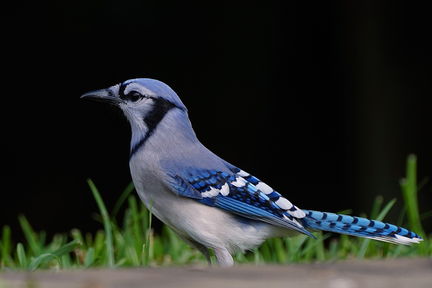 Blue jay