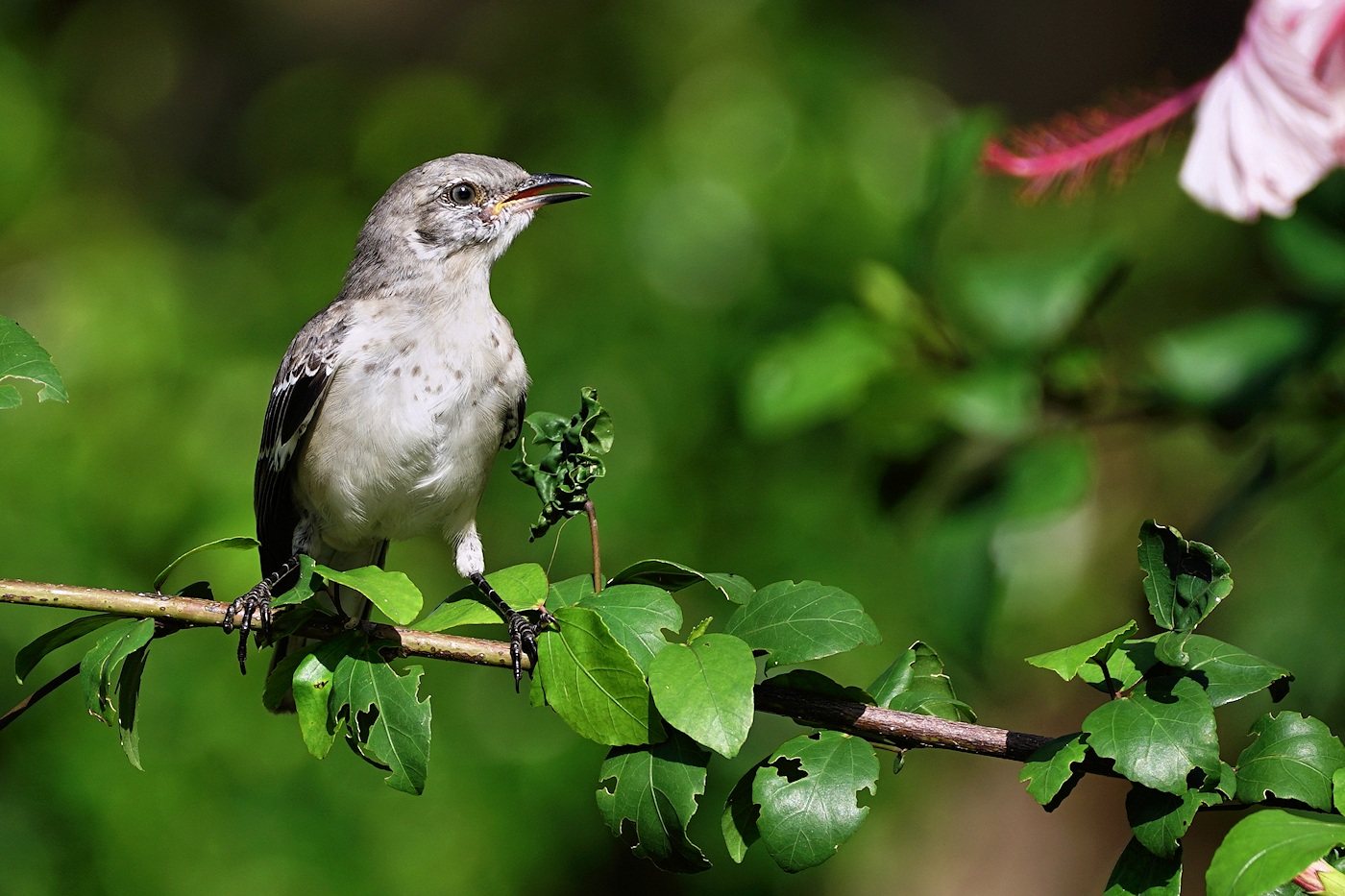 Northern mockingbird
