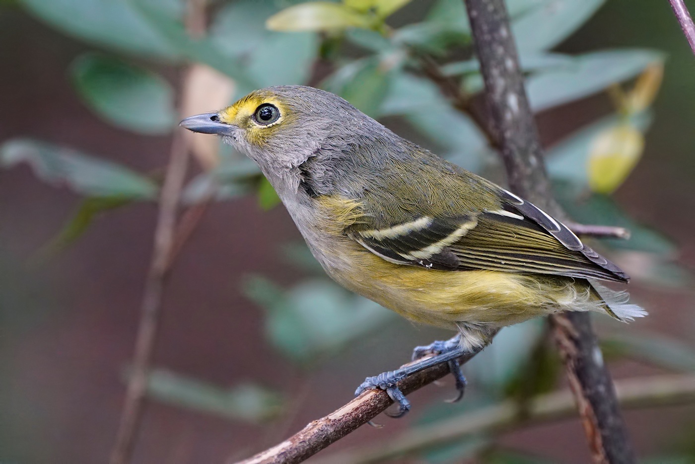 White-eyed vireo missing a tail