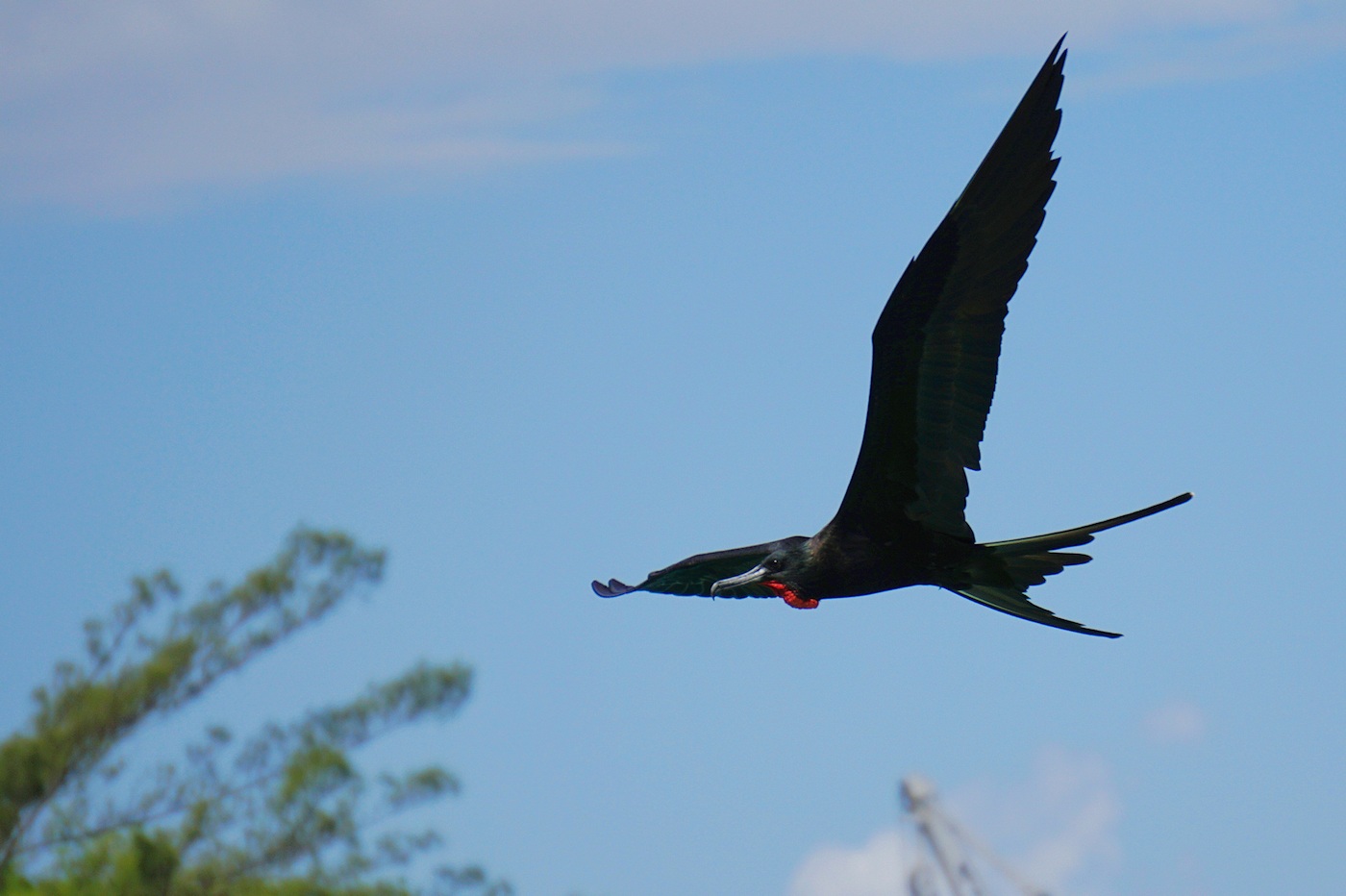 Magnificent frigatebird