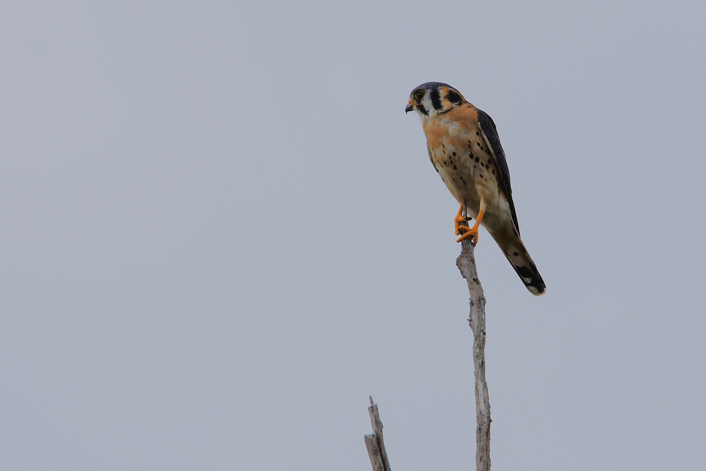 Kestrel